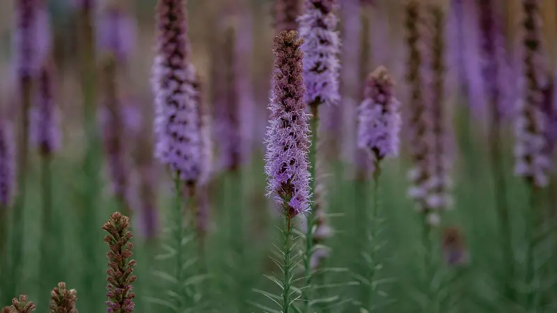 Purple Liatris flower spikes with blurred garden background