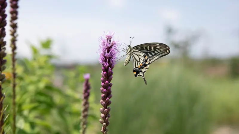 Yellow and black butterfly perched on a purple Liatris flower bloom