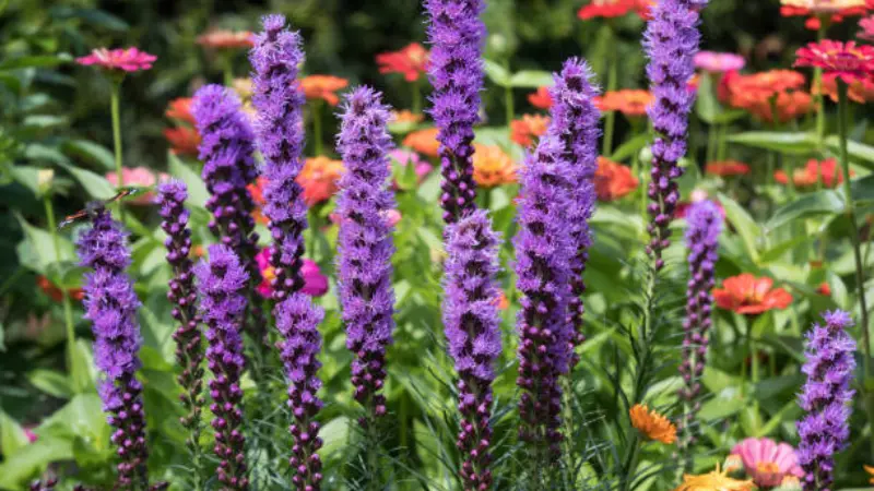 Purple Liatris flower spikes among orange and pink garden blooms