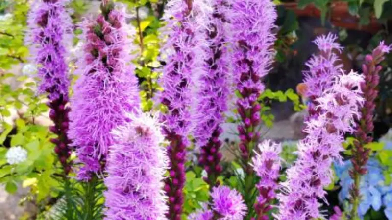 Purple Liatris flowers growing alongside hydrangea and other plants