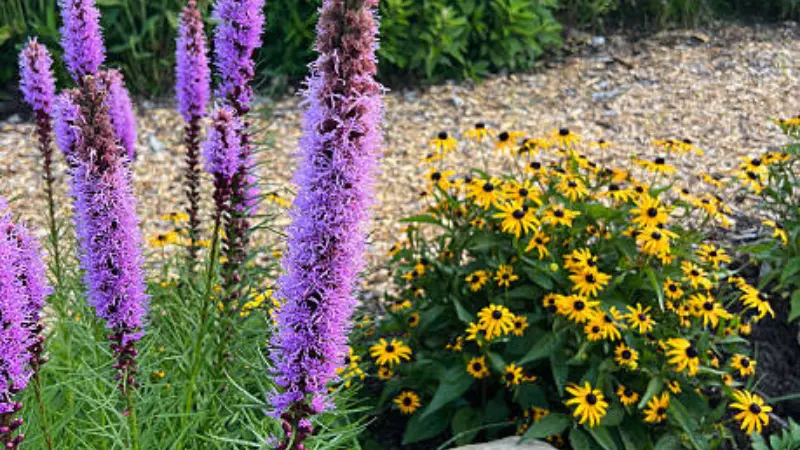 Purple Liatris flower spikes beside yellow black-eyed Susan flowers