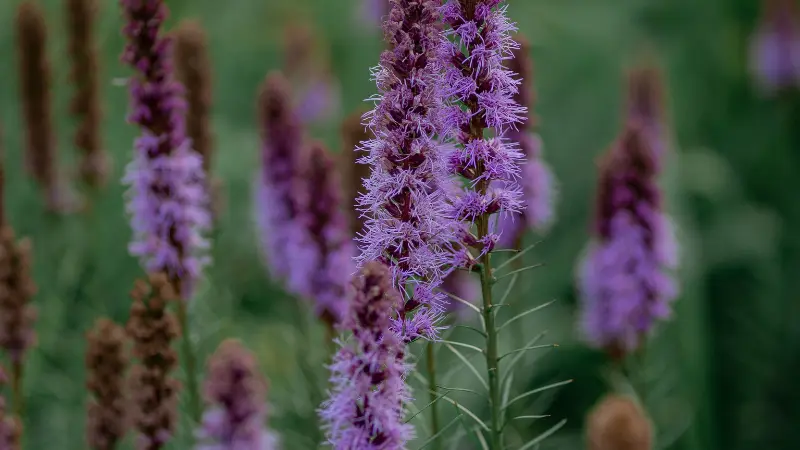 Close-up of a blooming purple Liatris flower spike in a meadow