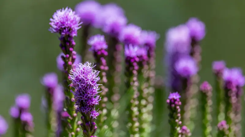 Purple Liatris flower spikes with buds in various stages of bloom