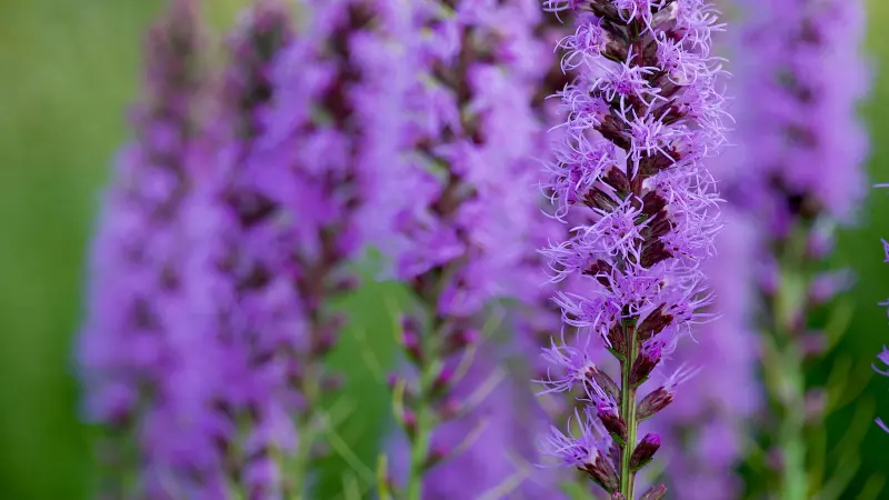 Close-up of a purple Liatris flower spike in a meadow