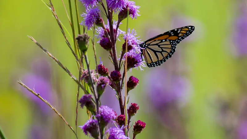Orange monarch butterfly resting on purple Liatris flowers