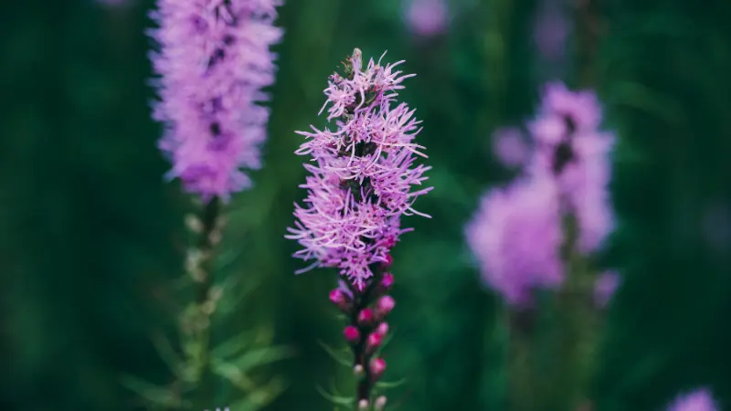 Purple Liatris flower spike against a deep green background
