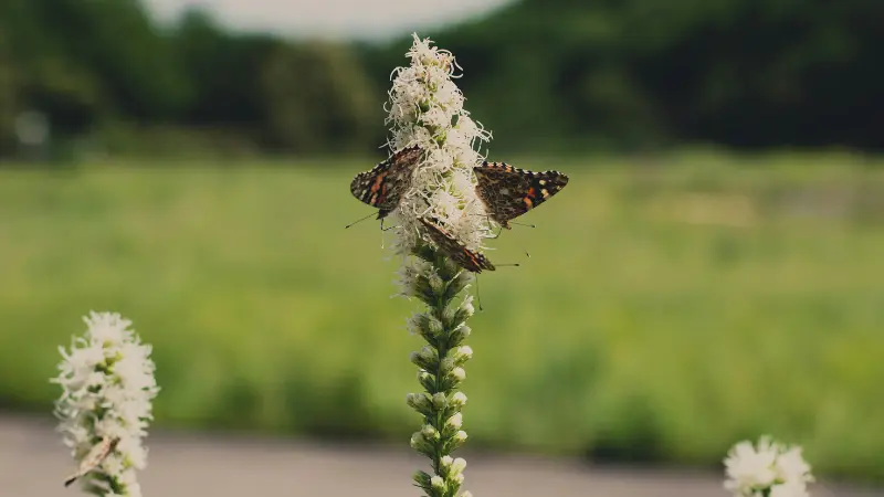 Two butterflies resting on a white Liatris flower spike