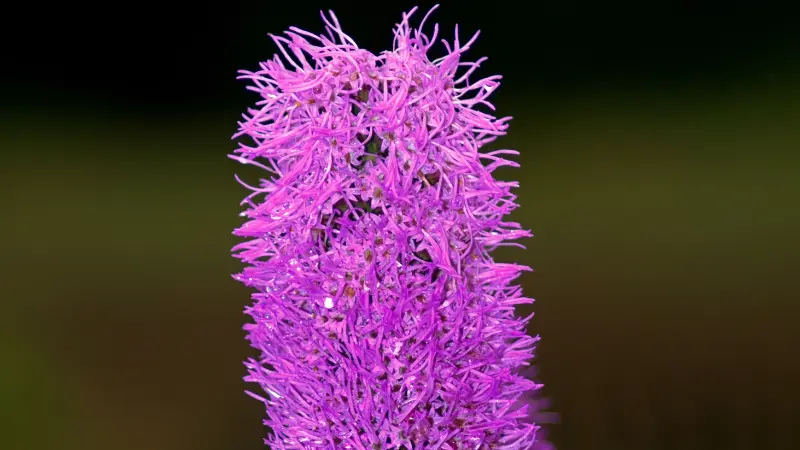 Extreme close-up of a vivid purple Liatris flower bloom