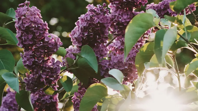 Purple Lilac flower clusters on a branch backlit by sunlight