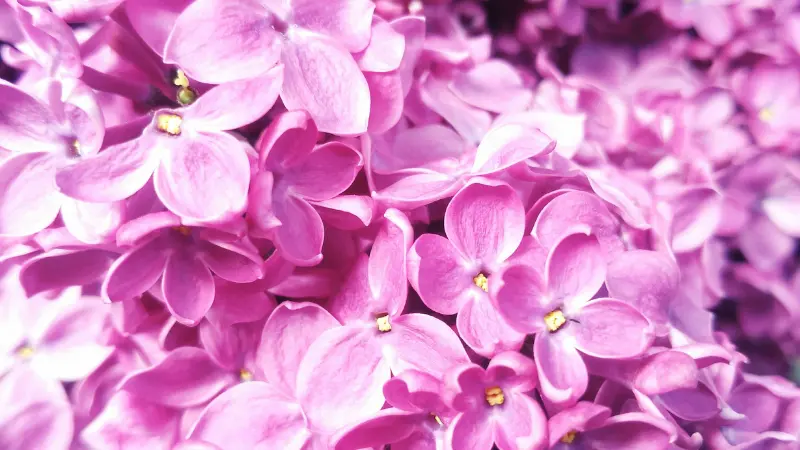 Macro shot of bright pink Lilac blossoms