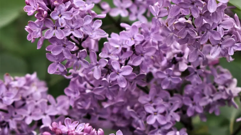 Purple Lilac blooms surrounded by green foliage