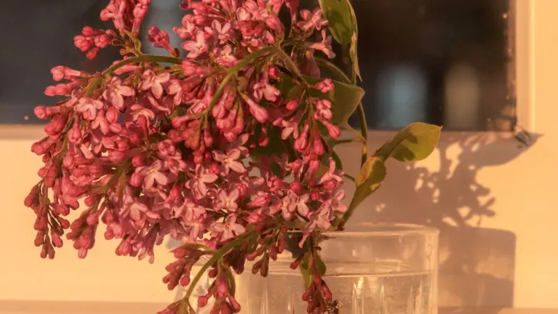 Pink Lilac stems in a glass with warm sunset light
