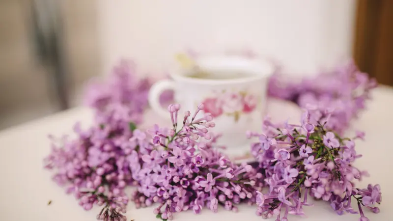 Purple Lilac flowers surrounding a floral teacup
