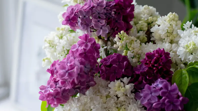 Mixed bouquet of deep purple and white Lilac blooms