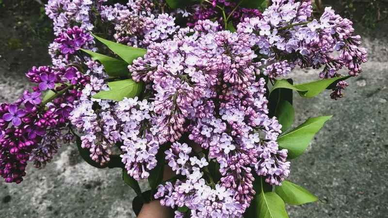 Bouquet of purple and white Lilacs held outdoors