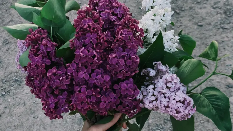 Bouquet of dark purple and white Lilac flowers outdoors