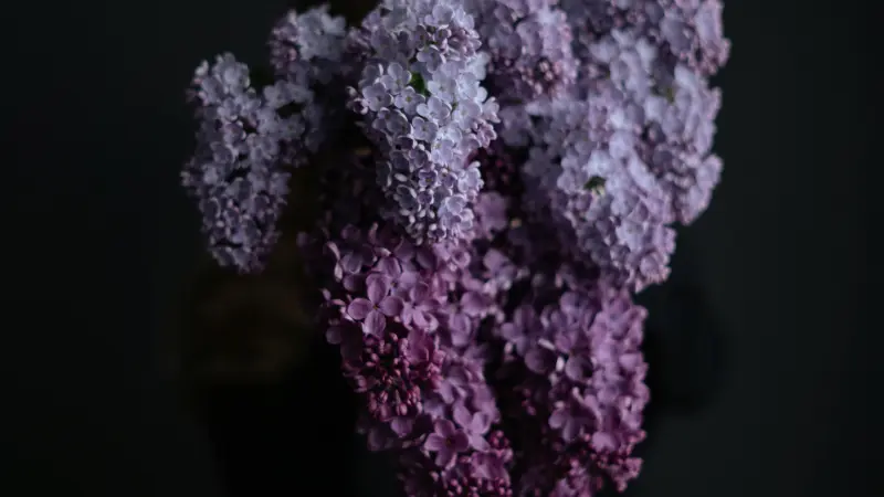 Lilac flowers in shades of purple against a dark background