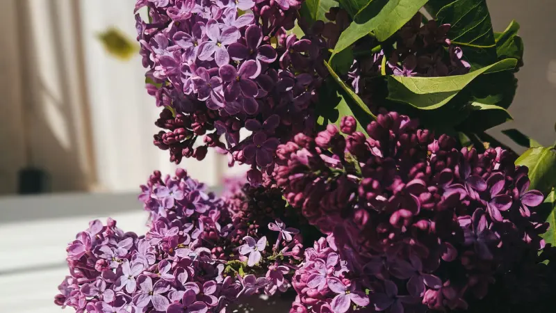 Close-up of purple Lilac blooms gathered indoors near a window