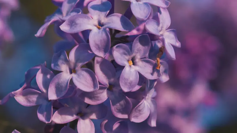 Close-up of pale purple Lilac florets with blurred background