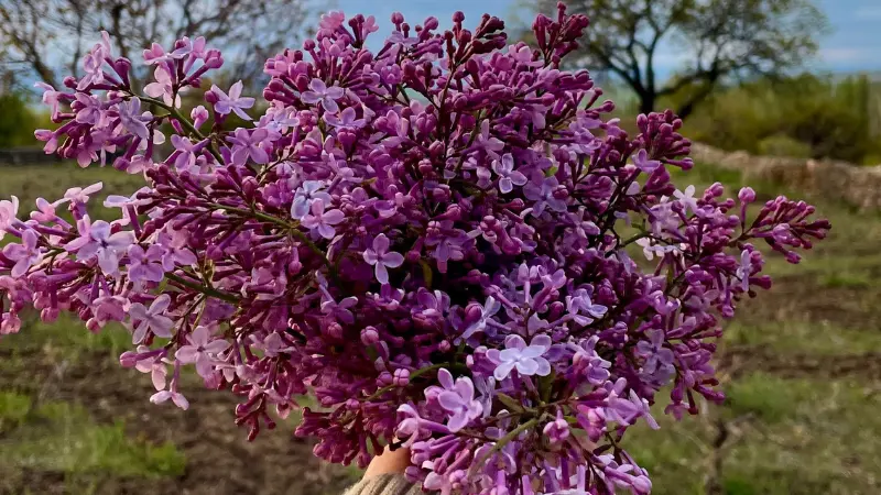 Person holding a large bouquet of purple Lilac flowers outdoors