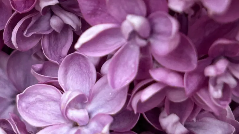 Macro view of overlapping purple Lilac petals