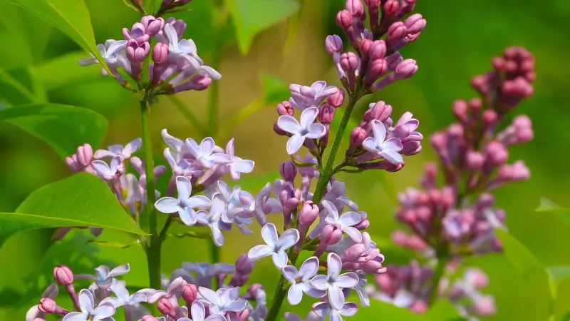 Pink and white Lilac flowers with unopened buds on green stems