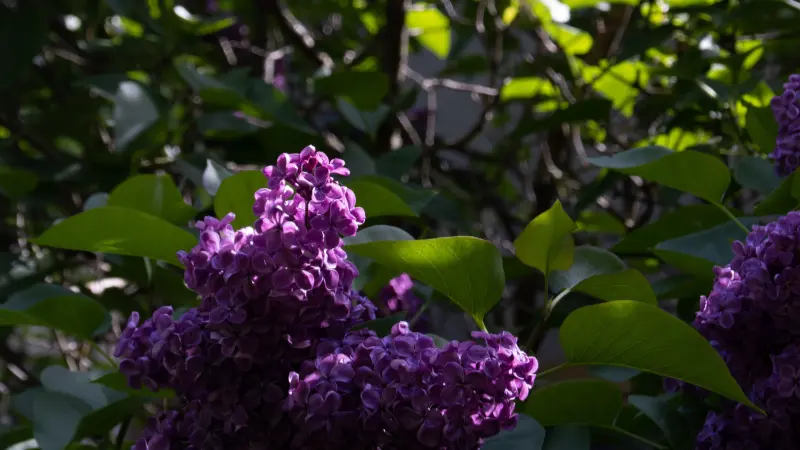 Purple Lilac cluster lit by sunlight among dark green leaves