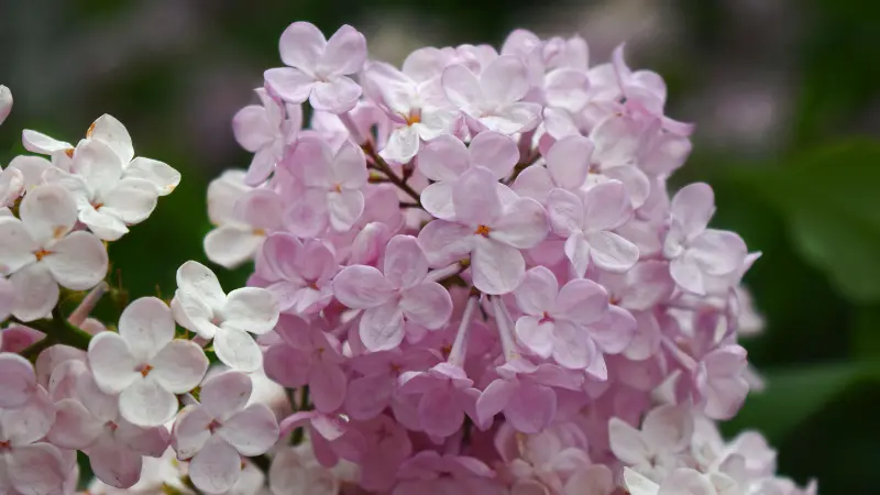 Pale pink Lilac flowers in full bloom