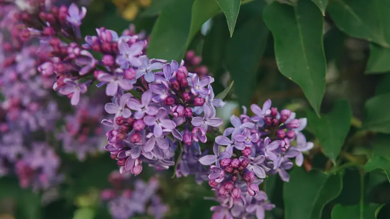 Purple Lilac flowers and buds hanging among green leaves