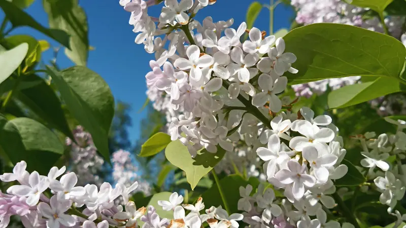 White Lilac flower blossoms with green leaves under a clear blue sky