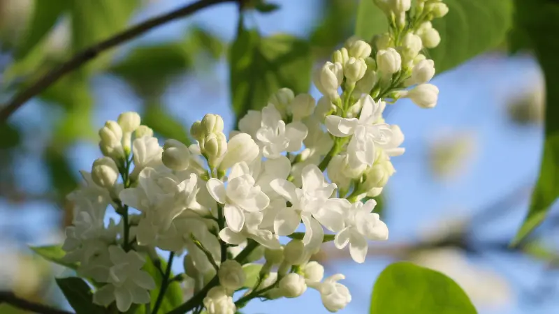 White Lilac flower blossoms and buds on a branch with blue sky background