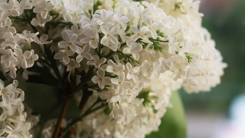 Soft focus image of white Lilac flower blossoms
