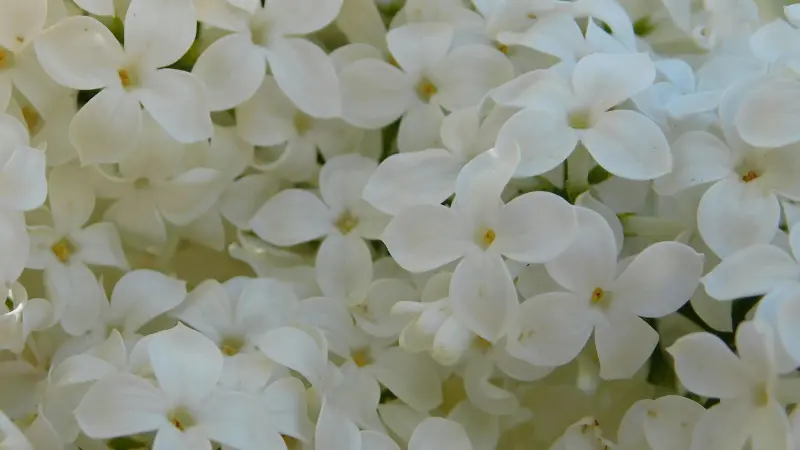Macro close-up of overlapping white Lilac flower petals