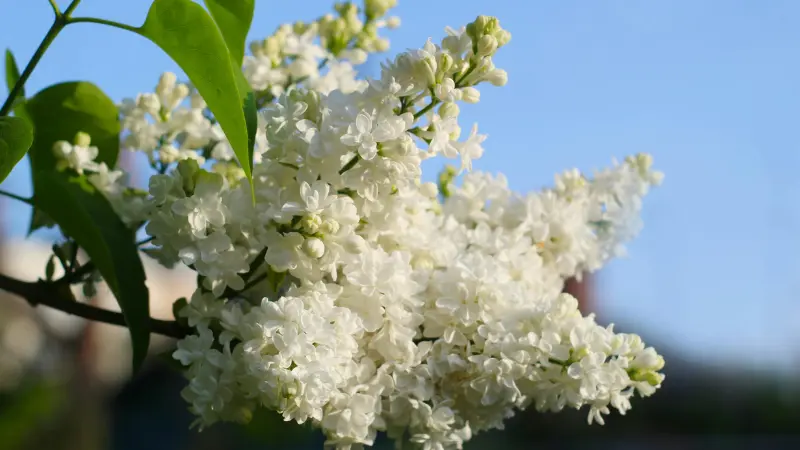 White Lilac flower blooms on a branch with warm sky background