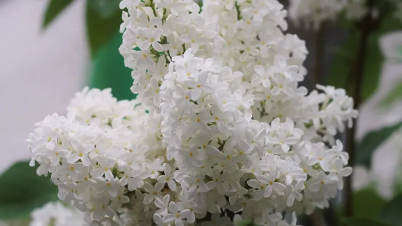Multiple white Lilac flower panicles in lush bloom