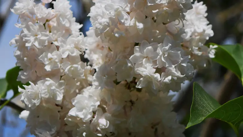 Close-up of full white Lilac flower blooms with leaves