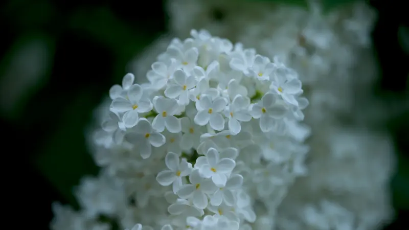 Close-up of white Lilac flowers against a dark green backdrop