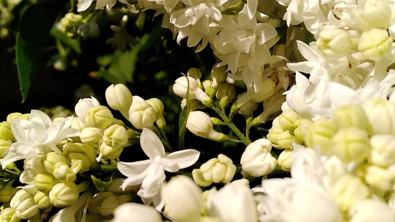 White Lilac flowers and unopened buds together on a branch
