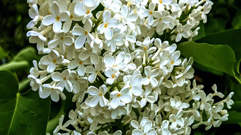 White Lilac flower blossoms framed by broad green leaves