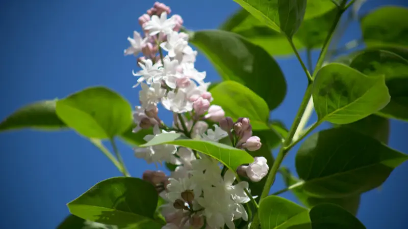 Small white and pink-tinged Lilac flower buds on a branch under blue sky
