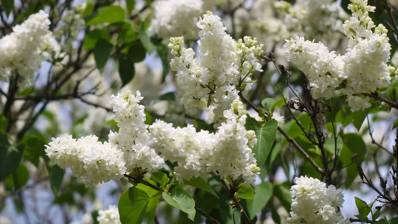 White Lilac flower blooms covering tree branches outdoors