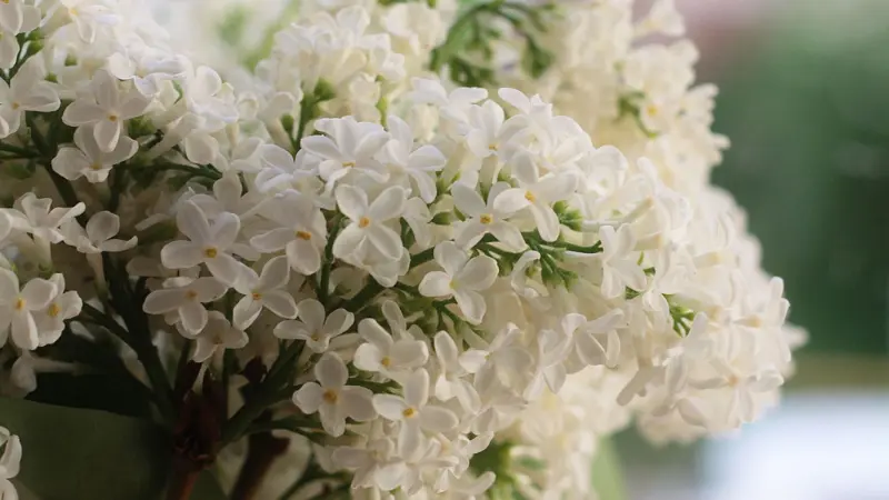 Close-up of white Lilac flowers arranged in a vase