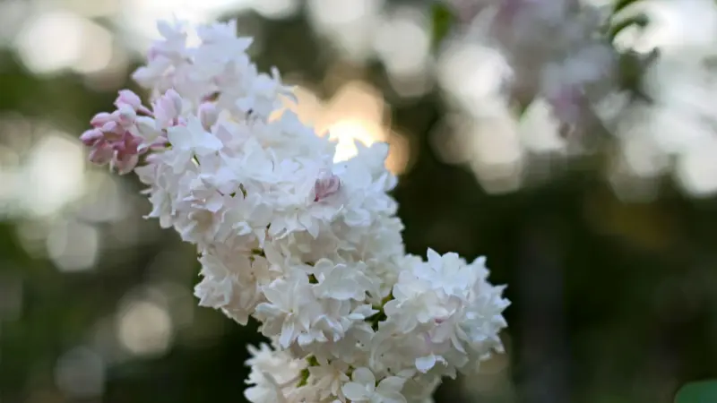 White Lilac flower cluster with soft bokeh background at sunset