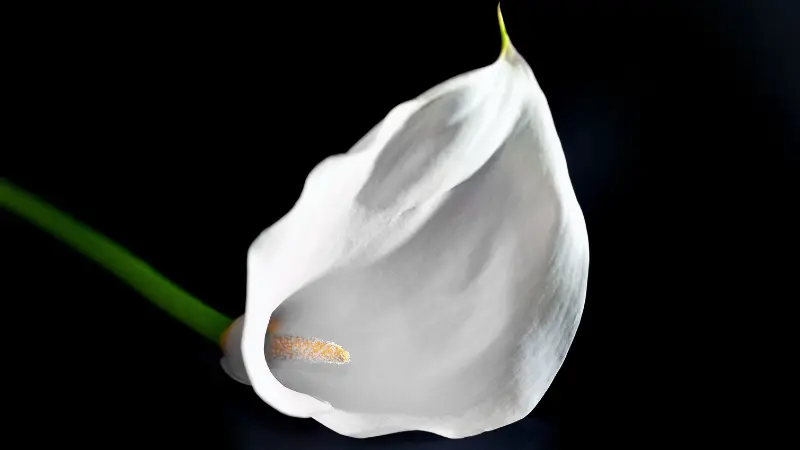 White Calla Lily flower against a dark background