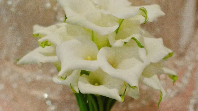 Close-up of a Calla Lily flower's orange-yellow spadix