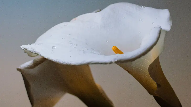 Water droplets on a curved white Calla Lily petal