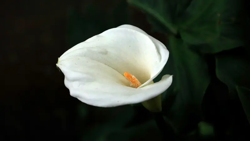 White Calla Lily flower with soft shadows and green leaves