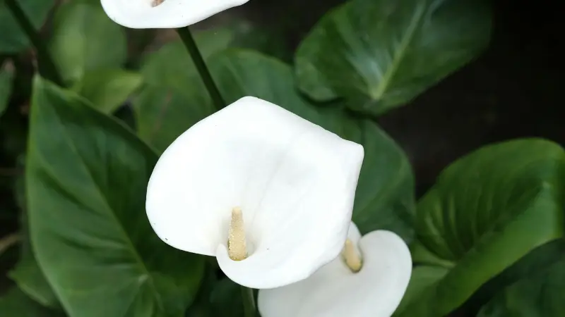 White Calla Lily flowers surrounded by large green leaves