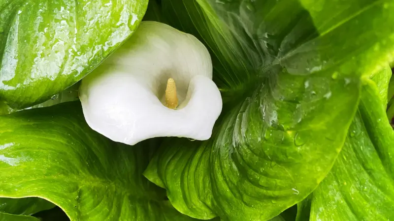 White Calla Lily flower surrounded by wet green foliage