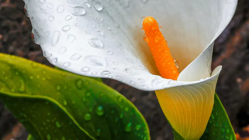 Close-up of a Calla Lily flower with a bright orange spadix and dew drops
